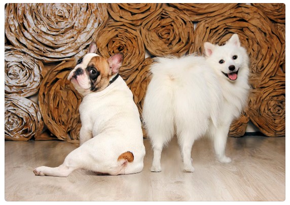 How to Handle Internal Stakeholders Who Bypass Procurement